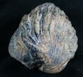 Bargain Enrolled Drotops Trilobite - Around #7949-1